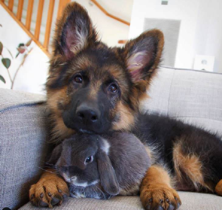 Amistades inusuales entre animales, perro y conejo