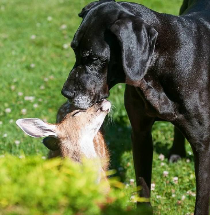 Amistades inusuales entre animales, perro y ciervo