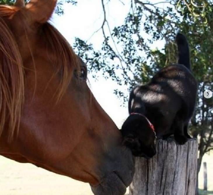 Amistades inusuales entre animales, caballo y gato