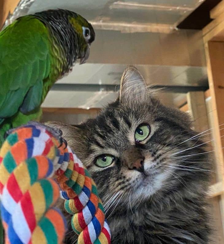 Amistades inusuales entre animales, loro y gato