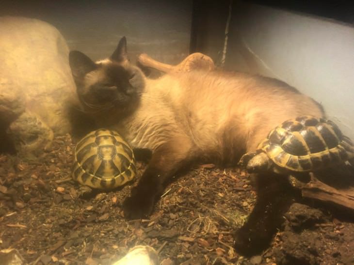Amistades inusuales entre animales, gato y tortugas