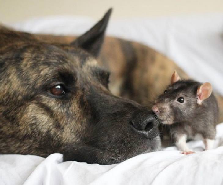 Amistades inusuales entre animales, el perro y el ratón