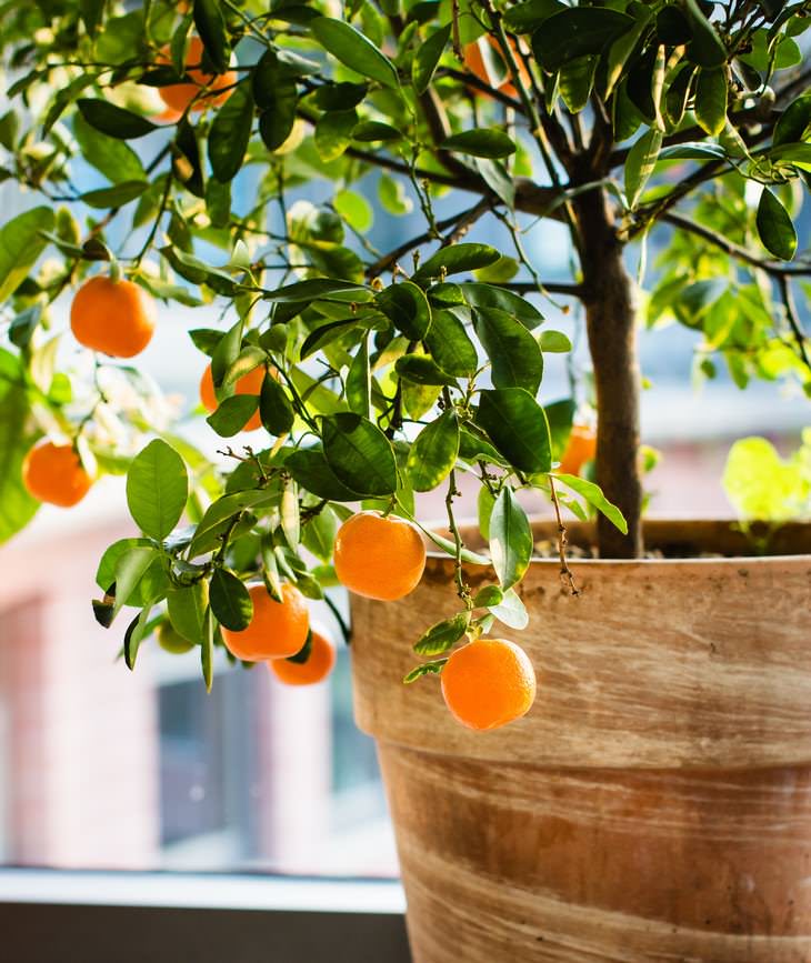 Cultivos en casa, naranjas y limones