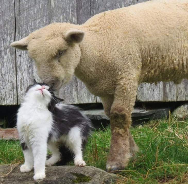 Amistades inusuales entre animales, oveja y gato