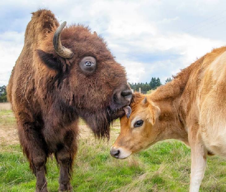 Amistades inusuales entre animales, bisonte y vaca