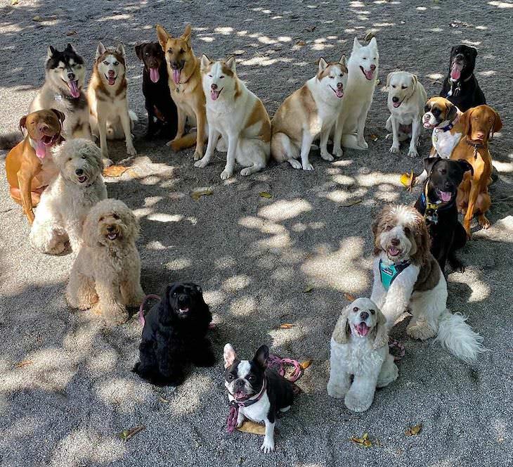 Fotos Grupales De Perros, perros formando un corazón