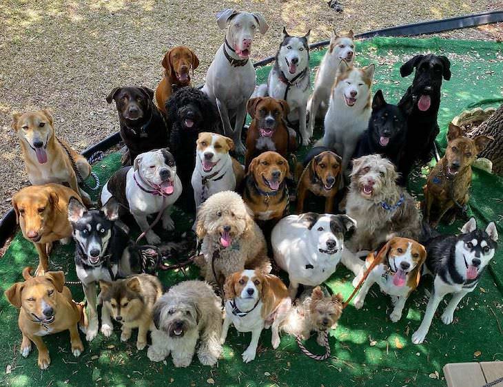 Fotos Grupales De Perros, perros mirando hacia arriba