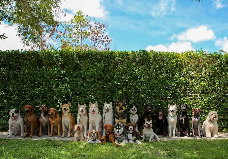 Fotos Grupales De Perros, perros en un jardín