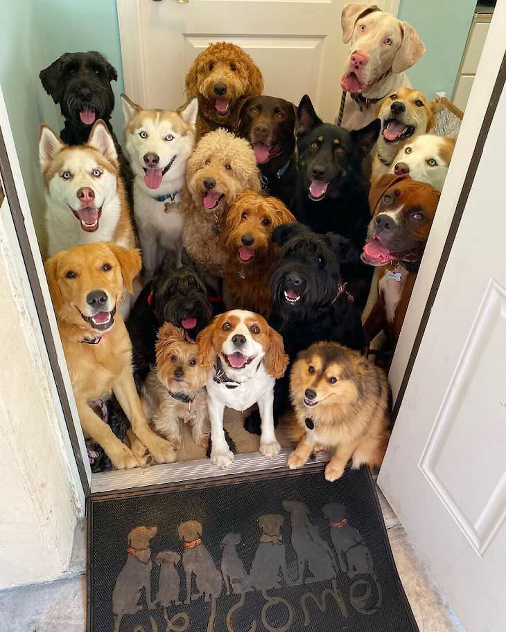 Fotos Grupales De Perros, grupo de perros en la puerta