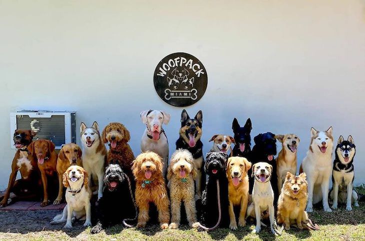Fotos Grupales De Perros, foto grupal de perros en anuario