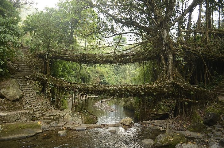 Árboles inusuales Puentes de raíces 