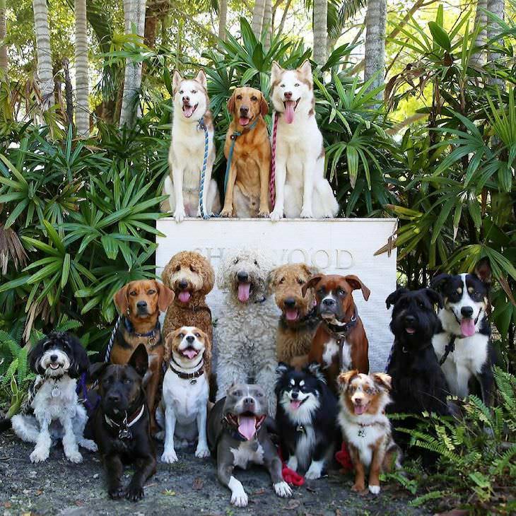 Fotos Grupales De Perros, perros con lengua fuera