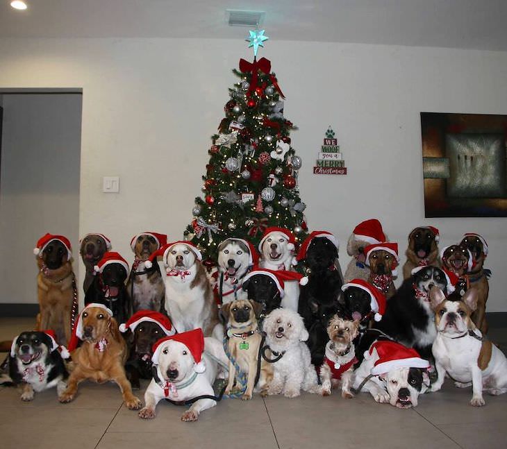 Fotos Grupales De Perros, grupo de perros en el árbol de Navidad