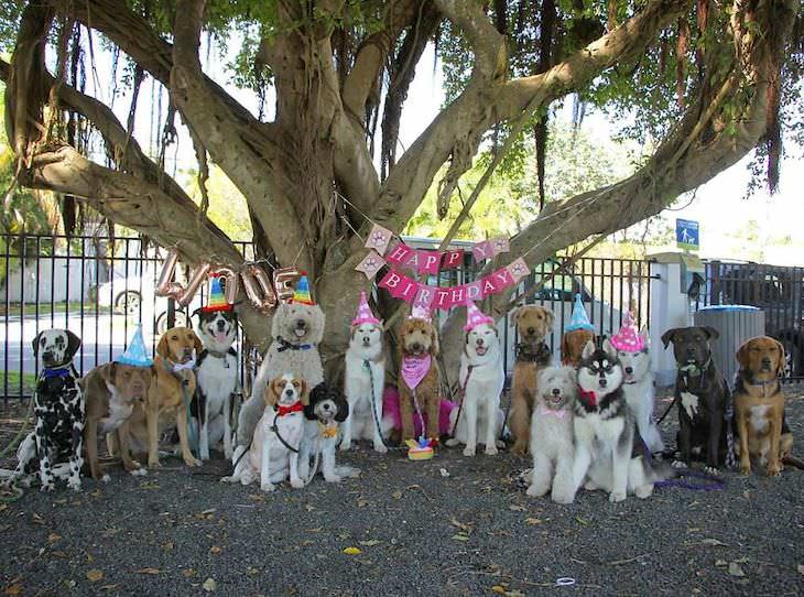 Fotos Grupales De Perros, fiesta de cumpleaños