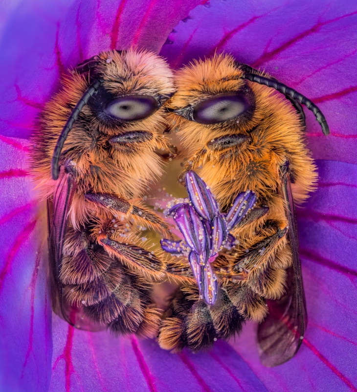 Las Parejas Más Lindas De La Naturaleza, abejas