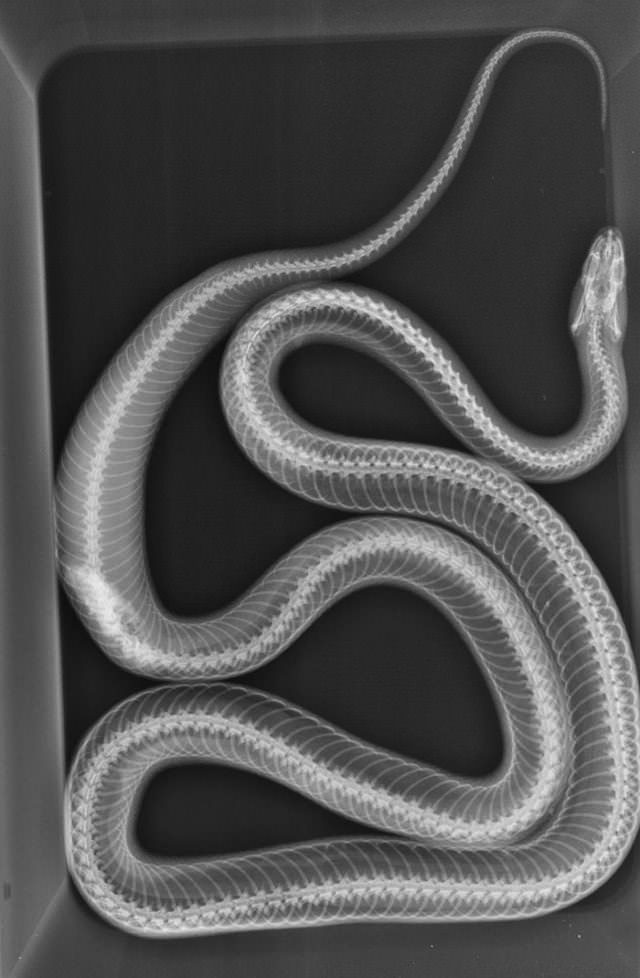 Radiografías Curiosas, Una exploración de una serpiente con un tumor renal