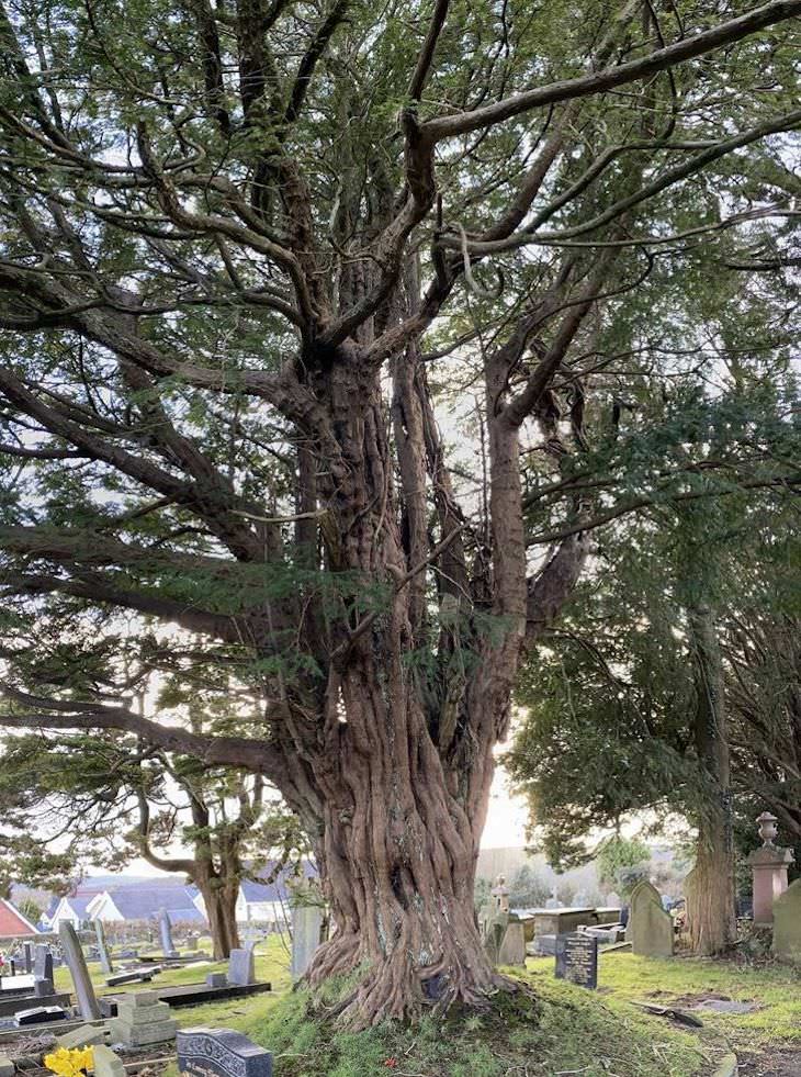 Fotos Magníficas De La Naturaleza, Un árbol antiguo que data de la década de 1100 en Bettws Bridgend, Gales del Sur