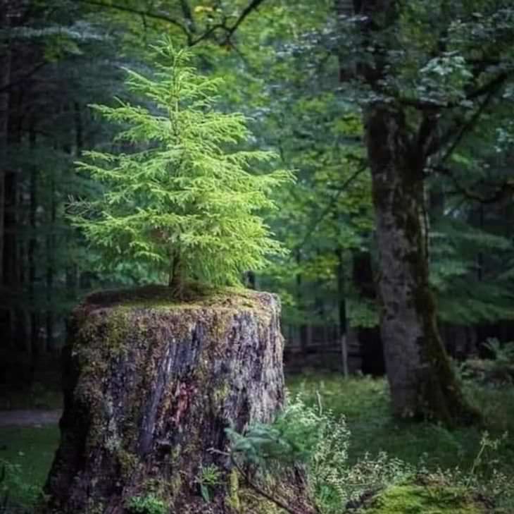 Fotos Magníficas De La Naturaleza, Árbol crece sobre un tronco