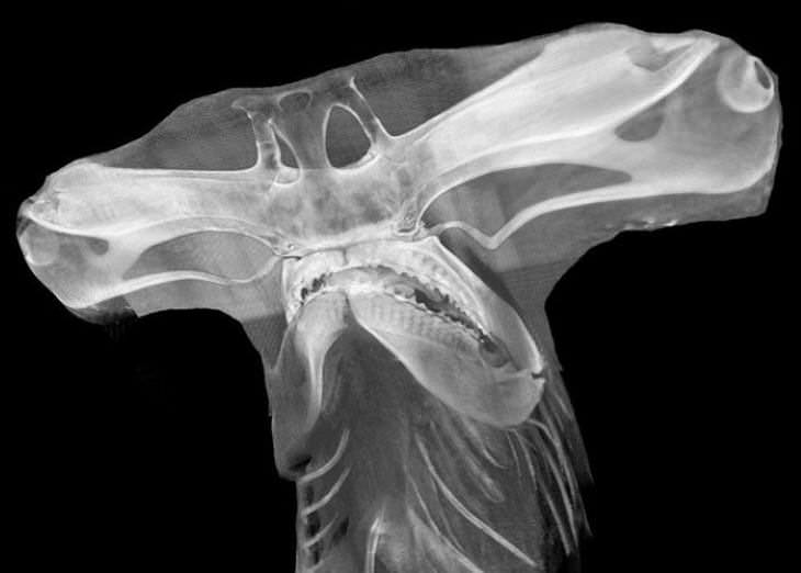 Radiografías Curiosas, La estructura del cráneo de un tiburón martillo