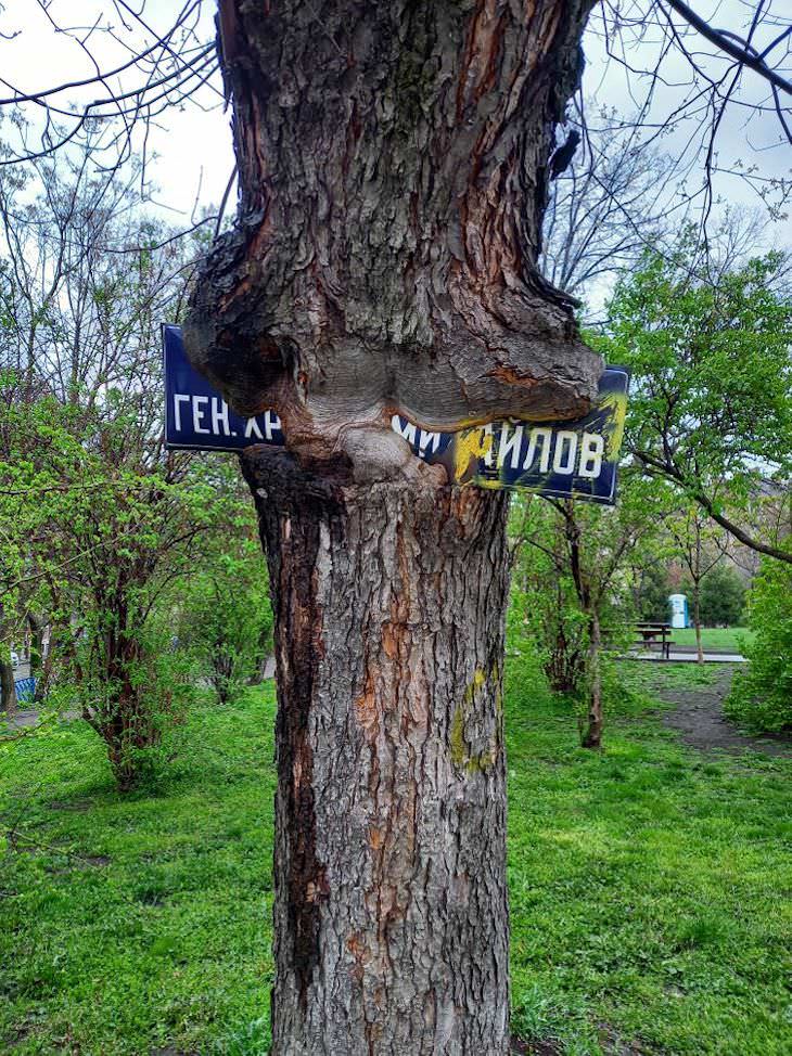 Fotos Magníficas De La Naturaleza, Un viejo árbol carcome un letrero de una calle en Sofía, Bulgaria