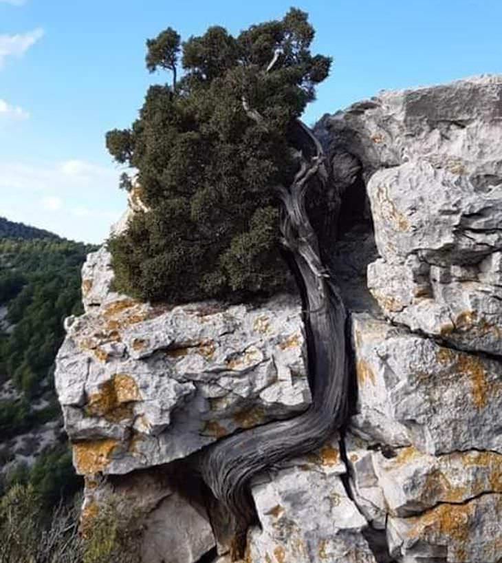 Fotos Magníficas De La Naturaleza, Árbol crece sobre rocas