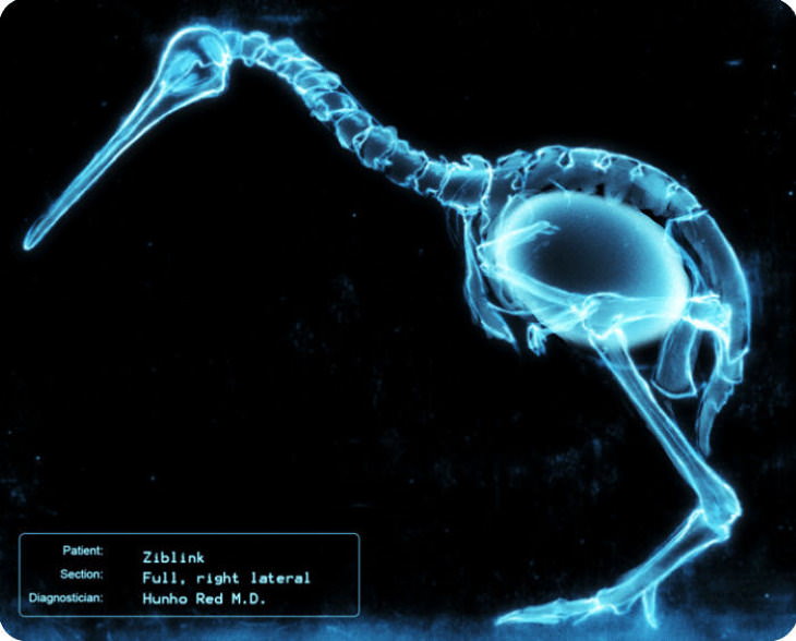Radiografías Curiosas, Un pájaro kiwi y su huevo a través de una radiografía.