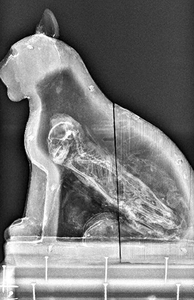 Radiografías Curiosas, estatua de gato de madera del Antiguo Egipto es, de hecho, el sarcófago de un gato