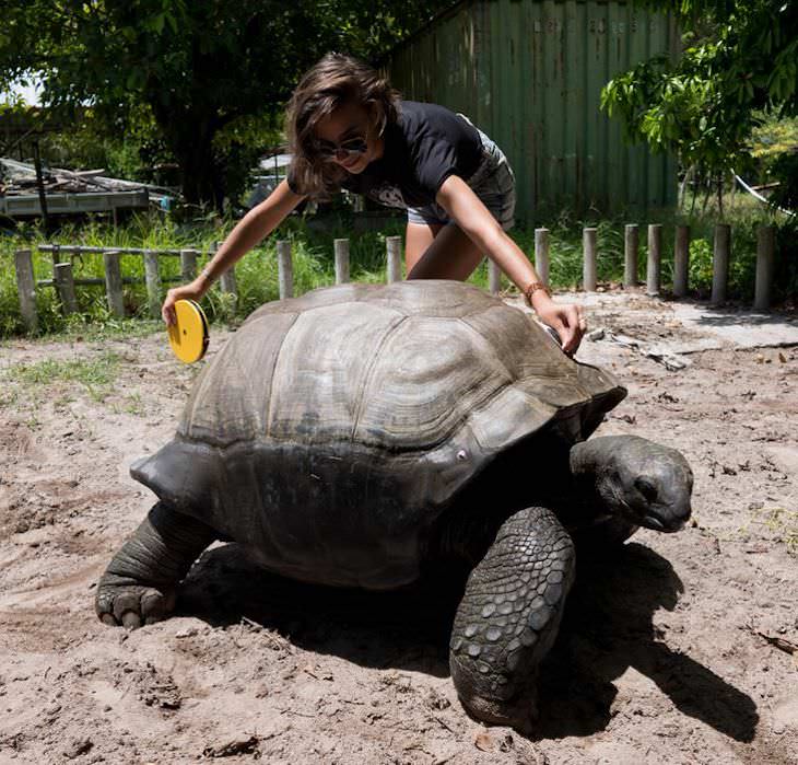 Fotos Magníficas De La Naturaleza, Thomas, una tortuga de 160 años en peligro crítico de extinción