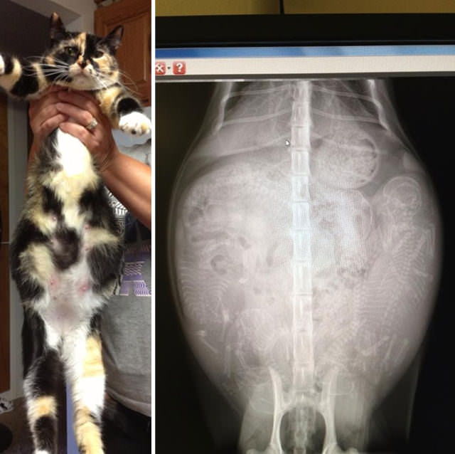 Radiografías Curiosas, Radiografía de una gata embarazada