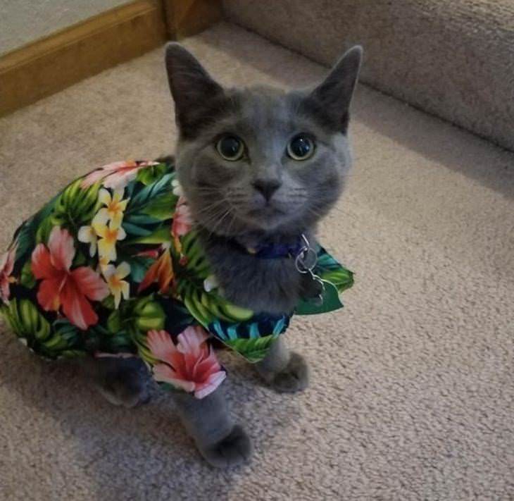 Mascotas Con Lindos Atuendos, gato con camisa con flores