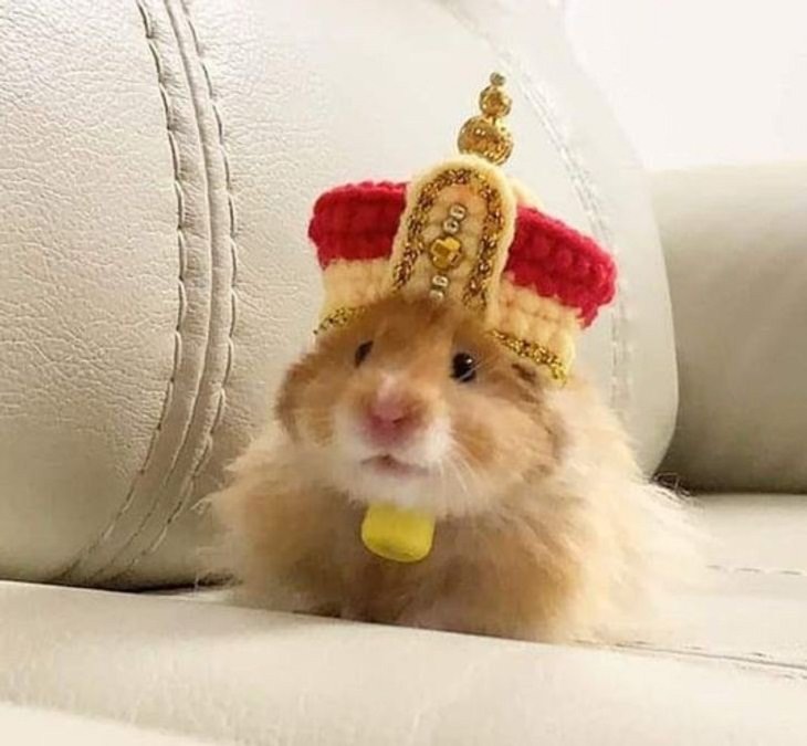 Mascotas Con Lindos Atuendos, Hamster con corona