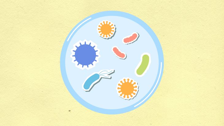 Cómo Funcionan Los Antibióticos, caja de petri con bacterias