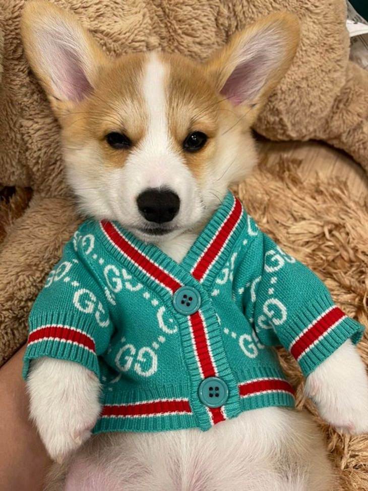 Mascotas Con Lindos Atuendos, perro con suéter