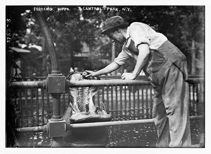 Central Park, Alimentando a un hipopótamo, c.1910