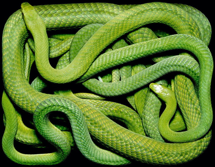 Guido Mocafico Serpientes Dendroaspis angusticeps