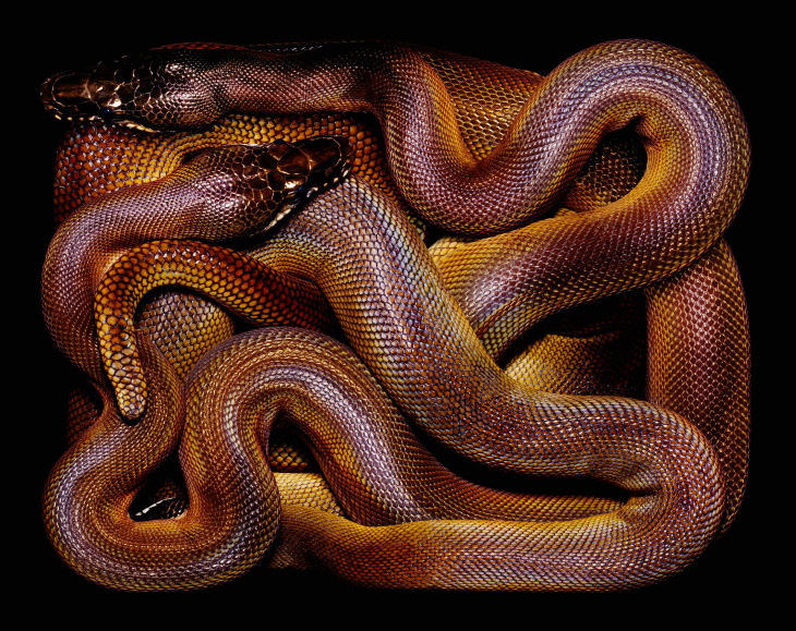 Guido Mocafico Serpientes Leiopython albertisi