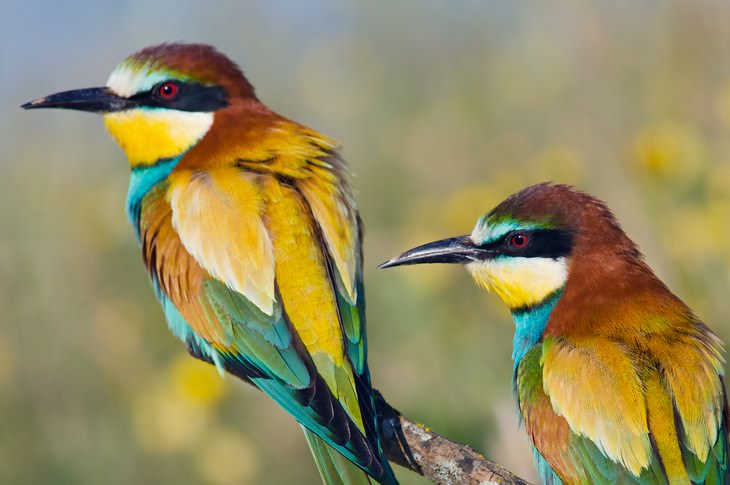 Las Aves Son Más Inteligentes De Lo Que Creíamos, aves de colores
