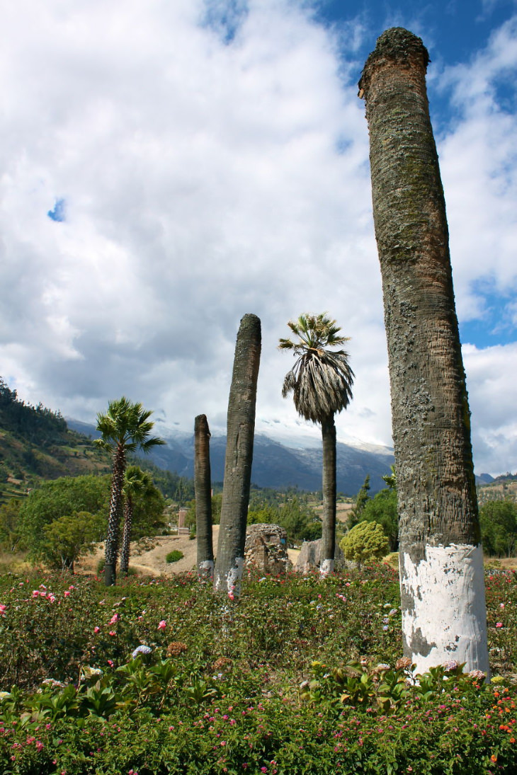 Desastre en Perú, Las 4 palmeras que quedaron después del desastre
