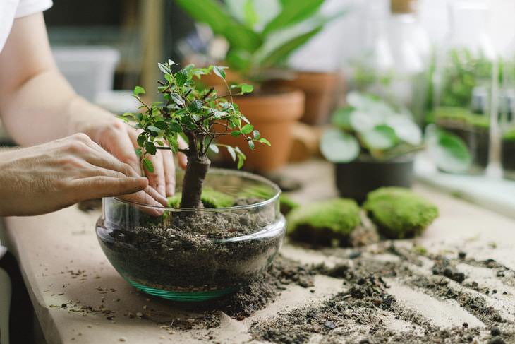 Macetas para tus plantas de interior trasplantar una planta