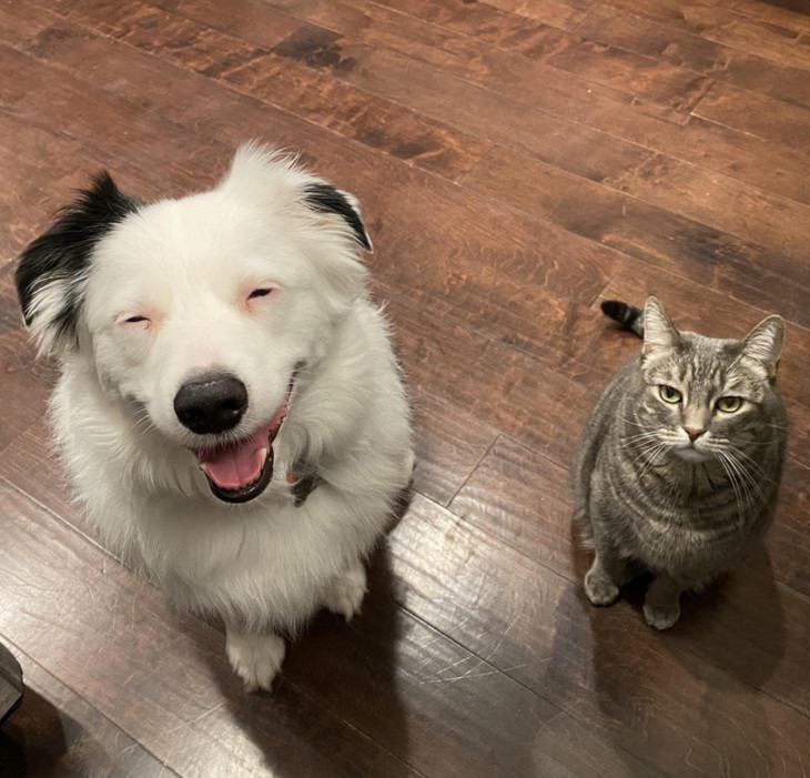 Expresiones ANIMALES más divertidas, gato y perro