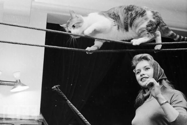 Personajes famosos con sus gatos Brigitte Bardot