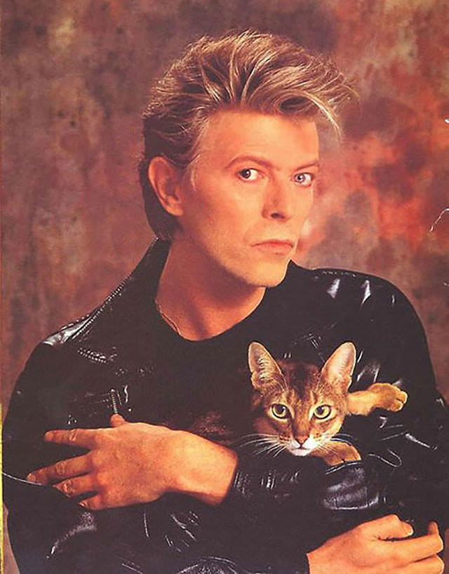 Personajes famosos con sus gatos David Bowie