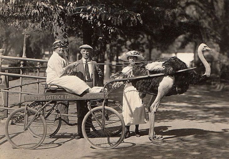 Vehículos inusuales de época, carro de avestruz