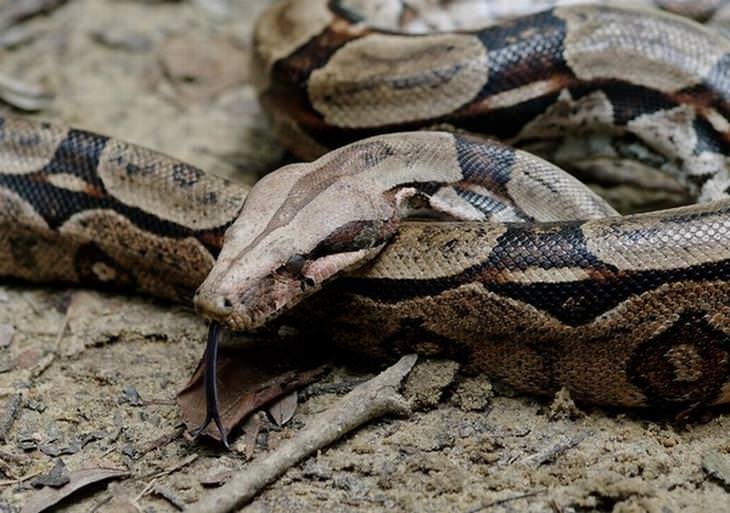 Relaciones Muy Raras y Amistosas Entre Animales, Daniel Greene y su serpiente