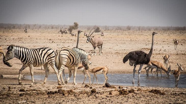 Relaciones Muy Raras y Amistosas Entre Animales, avestruces y cebras