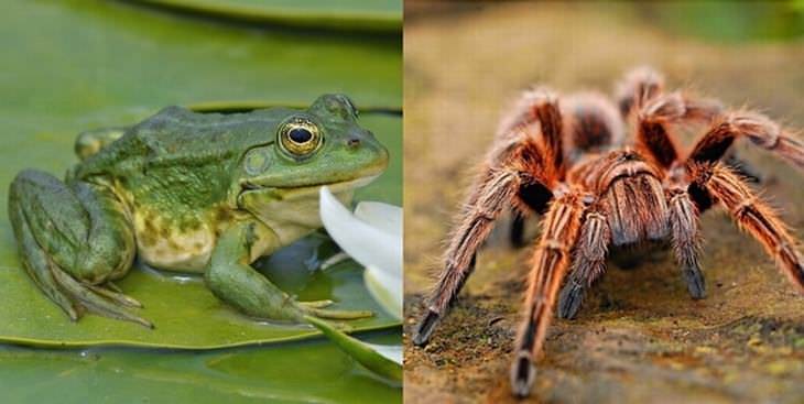 Relaciones Muy Raras y Amistosas Entre Animales, tarántulas negras y ranas
