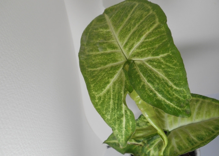 צמחים ביתיים לגידול במים: סינגוניום פטורטי
