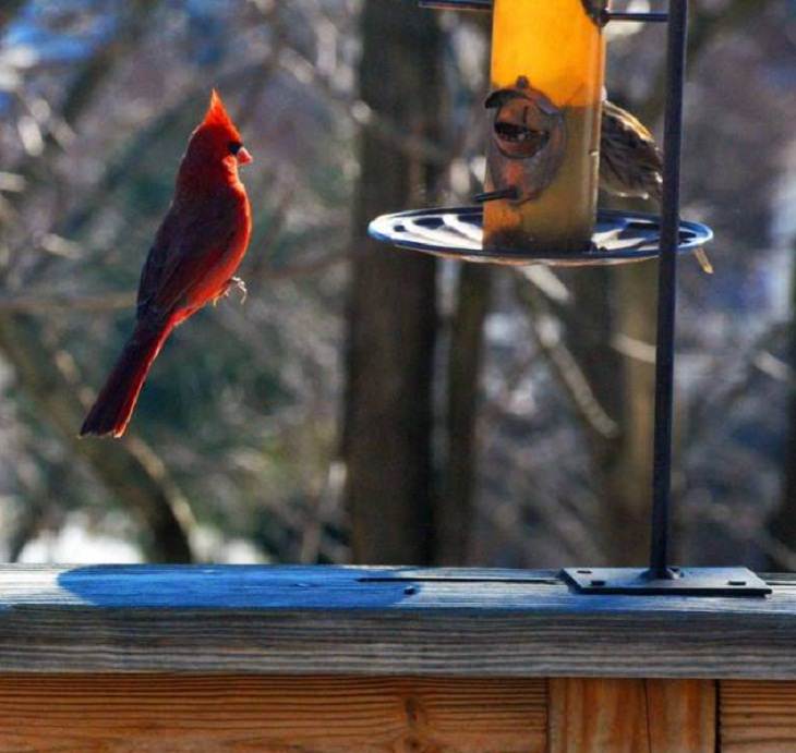 Momentos perfectamente capturados, pájaro cardenal