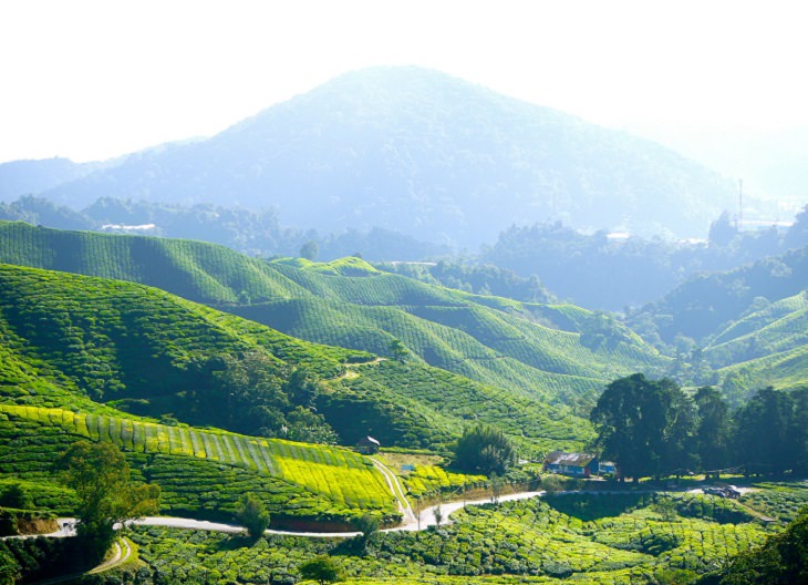 lTurismo en Malasia, plantaciones de té