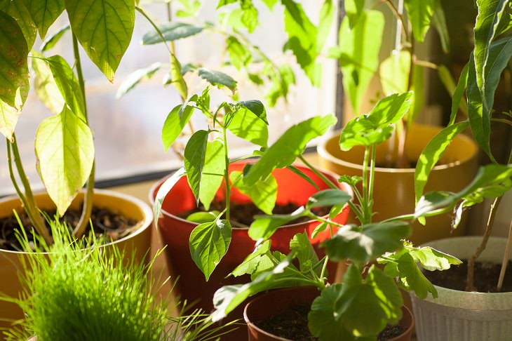 Aumentar la humedad para las plantas , plantas en ventana